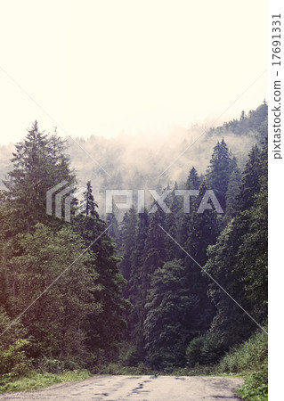Fog in the forest Fog in the forest 17691331