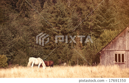 Old house and horses 17691350