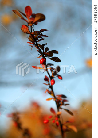 Berberis 17692064