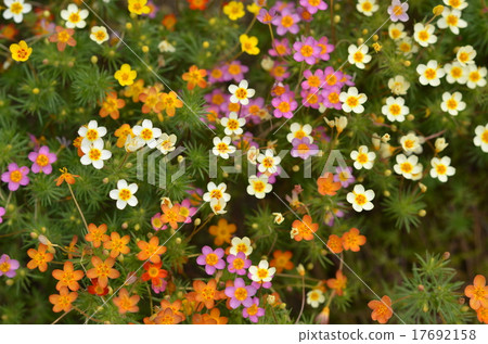 Tsutsunagagiria 17692158