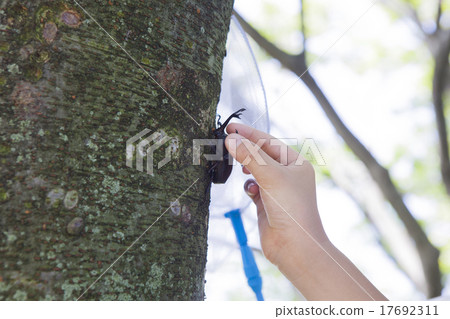 Elementary school student taking beetle 17692311