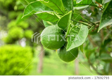 Lime tree Lime tree 17692793