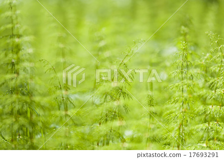 Green Nature Backgrounds Green Nature Backgrounds 17693291