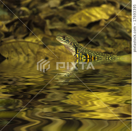 Chameleon iguana in water Chameleon iguana in water 17693395