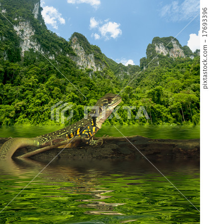 Chameleon iguana on timber decay Chameleon iguana on timber decay 17693396