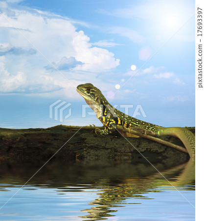 Chameleon iguana on timber decay Chameleon iguana on timber decay 17693397