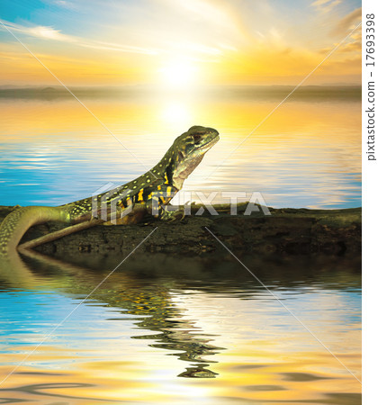 Chameleon iguana on timber decay Chameleon iguana on timber decay 17693398