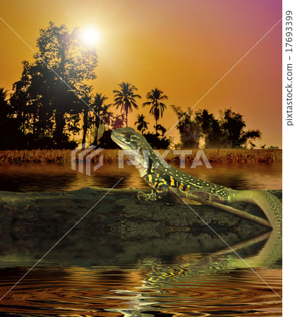 Chameleon iguana on timber decay Chameleon iguana on timber decay 17693399