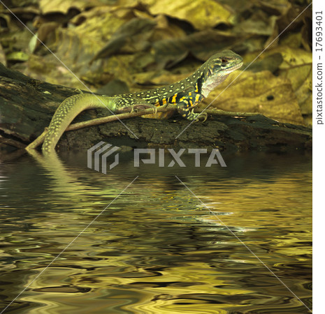 Chameleon iguana on timber decay Chameleon iguana on timber decay 17693401