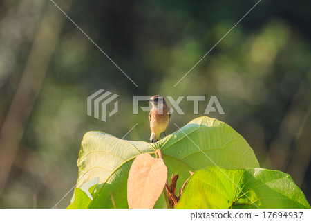 Stonechat female in nature 17694937