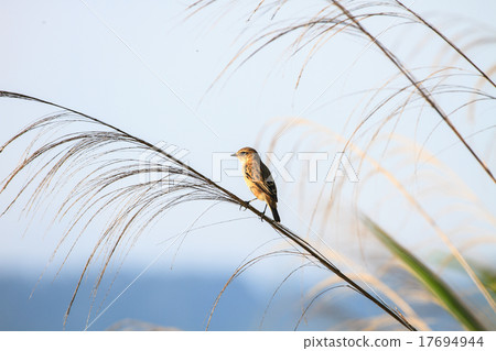 Stonechat female in nature 17694944