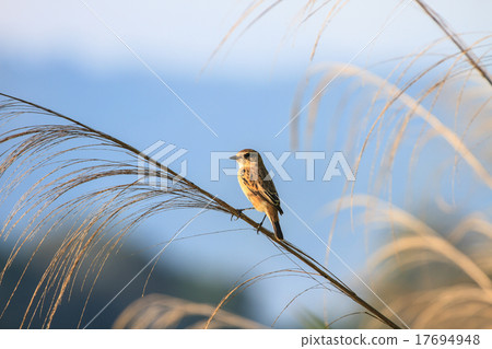 Stonechat female in nature 17694948