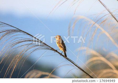 Stonechat female in nature 17694949