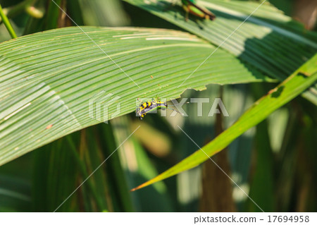 Grasshopper perching on a leaf 17694958