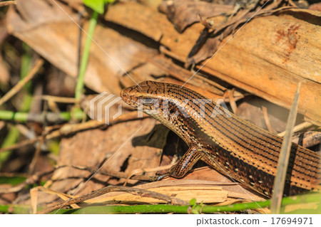 Common Forest Skink Common Forest Skink 17694971