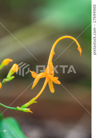 Close up yellow flower of Globba winitii 17694988