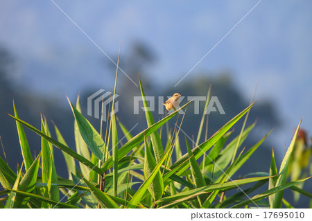 Stonechat female in nature 17695010