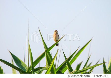 Stonechat female in nature Stonechat female in nature 17695012