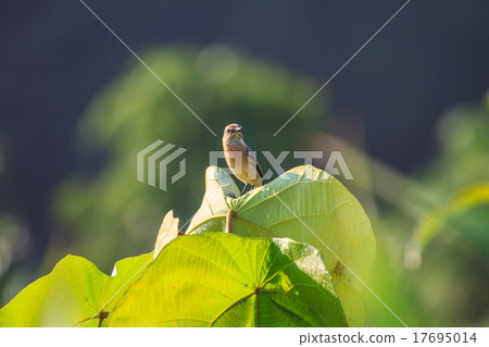 Stonechat female in nature 17695014