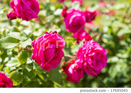 Rose Garden (Adelaide Hoodres) 17695045