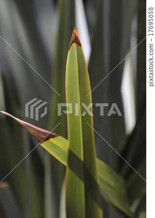 新的Zairan葉子 17695058