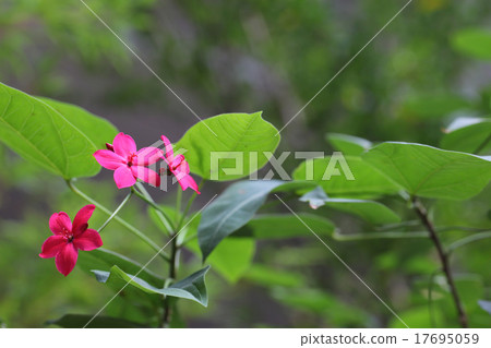 羚牛kakura的花 羚牛kakura的花 17695059