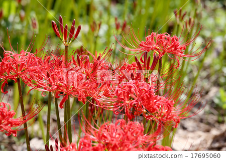 Cluster amaryllis Cluster amaryllis 17695060
