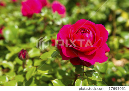 玫瑰園（Red Leonardo da Vinci） 17695061