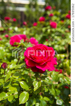 玫瑰園（Red Leonardo da Vinci） 17695062