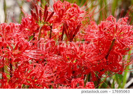 群集孤挺花 17695063