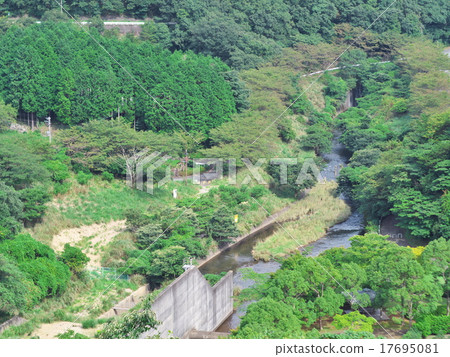 樹的顏色 17695081