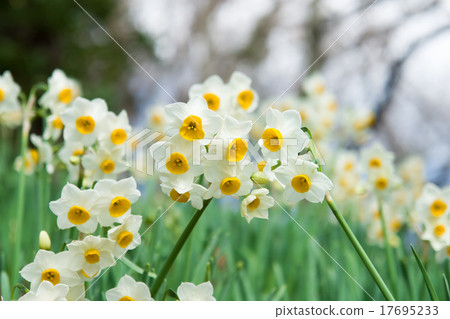 Whispering daffodils 17695233