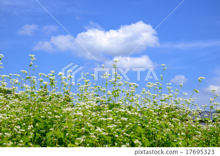 蕎麥花 蕎麥花 17695323