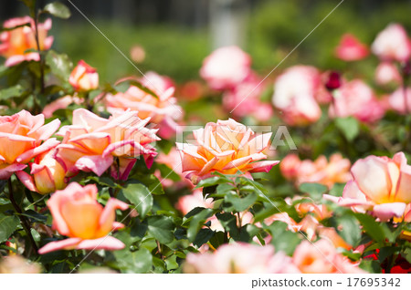 玫瑰園（香雲） 17695342