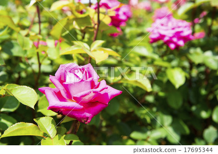 玫瑰園（無伴奏合唱） 17695344