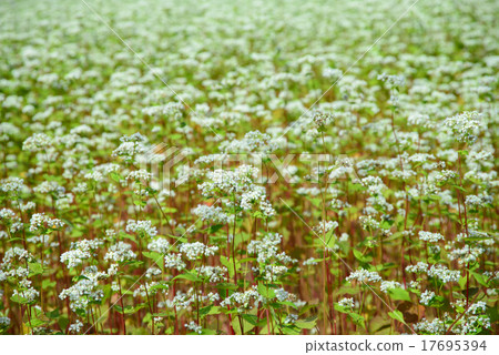 Buckwheat flowers Buckwheat flowers 17695394