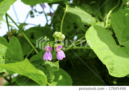 Bean bean flower Bean bean flower 17695498