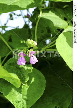 Bean bean flower Bean bean flower 17695499