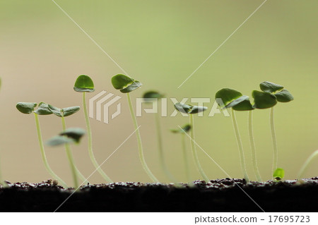 Sweet basil 17695723