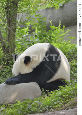 Panda 17695724