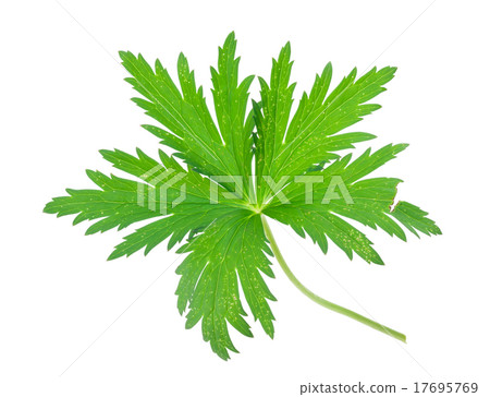 Globe-flower leaf 17695769