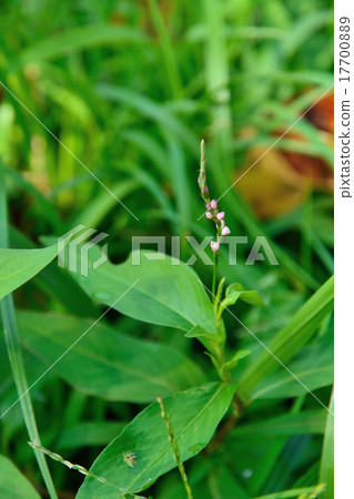 植物:哈娜家族 植物:哈娜家族 17700889