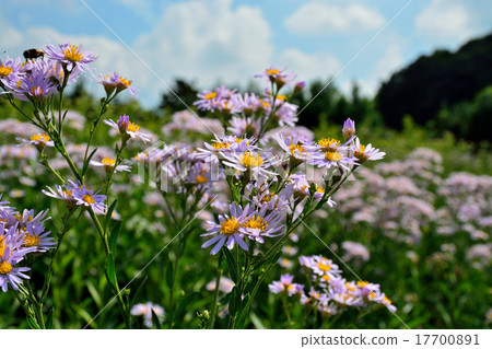 植物：Sion asteraceae 17700891