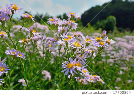 植物：Sion asteraceae 17700894