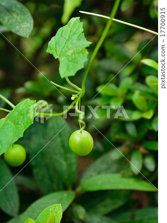 Plant: Sparrow's horse chestnut 17700915