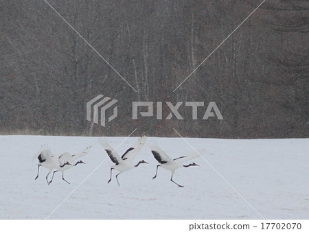 Flying crane Flying crane 17702070
