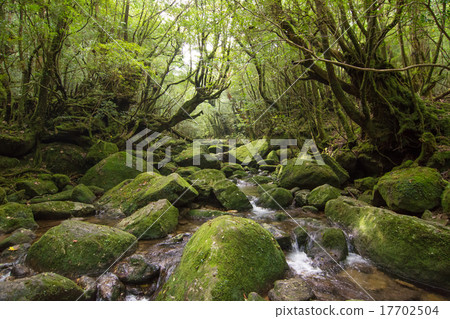 Shiratani雲水峽公主幽靈森林 17702504