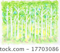 森林森林自然 17703086