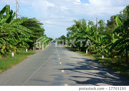 road with row of banana trees road with row of banana trees 17703193