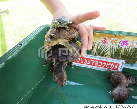 大，中，小重疊海龜 17703305